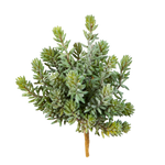 Künstliche Sedum - Helin | 20 cm auf transparentem Hintergrund mit echt wirkenden Kunstblättern in natürlicher Anordnung. | aplanta Kunstpflanzen