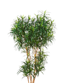 Künstlicher Drachenbaum - Helmut | 210 cm