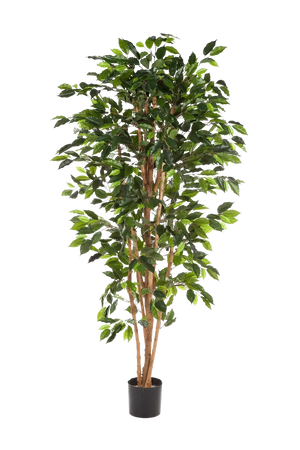 Künstlicher Ficusbaum – Sylvior | 180 cm
