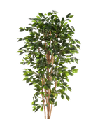 Künstlicher Chinesischer Ficus - Ismail auf transparentem Hintergrund mit echt wirkenden Kunstblättern in natürlicher Anordnung. Künstlicher Chinesischer Ficus - Ismail hat die Farbe Natur und ist 150 cm hoch. | aplanta Kunstpflanzen