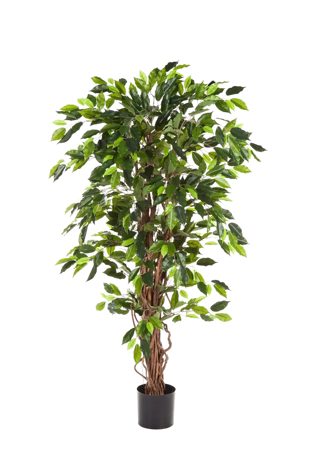 Künstlicher Ficus - Issa | 210 cm