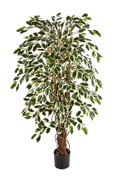 Künstlicher Ficus - Ravian, 180 cm, Kunstbaum von aplanta, mit Echtholzstamm, inkl. Startertopf, in Natur, für drinnen