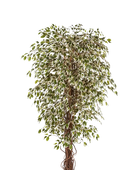 Künstlicher Ficus- Jessica | 210 cm