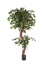Künstlicher Ficus - Seraphius, 180 cm, Kunstbaum von aplanta, mit Echtholzstamm, inkl. Startertopf, in Grün, für drinnen