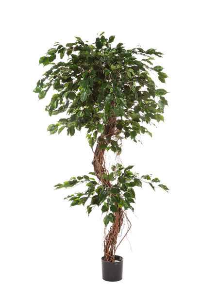Künstlicher Ficus - Seraphius, 180 cm, Kunstbaum von aplanta, mit Echtholzstamm, inkl. Startertopf, in Grün, für drinnen
