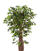 Künstliche Feige - Jannik auf transparentem Hintergrund mit echt wirkenden Kunstblättern in natürlicher Anordnung. Künstliche Feige - Jannik hat die Farbe Natur und ist 240 cm hoch. | aplanta Kunstpflanzen