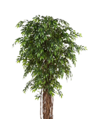 Künstlicher Ficus - Jayden auf transparentem Hintergrund mit echt wirkenden Kunstblättern. Diese Kunstpflanze gehört zur Gattung/Familie der 