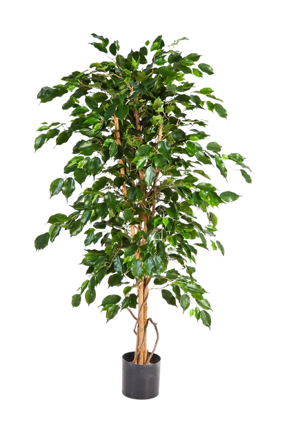 Künstlicher Ficus - Kristin, 210 cm, Kunstbaum von aplanta, in Natur, für drinnen