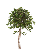 Künstlicher Ficus - Kathleen auf transparentem Hintergrund mit echt wirkenden Kunstblättern in natürlicher Anordnung. Künstlicher Ficus - Kathleen hat die Farbe Natur und ist 210 cm hoch. | aplanta Kunstpflanzen