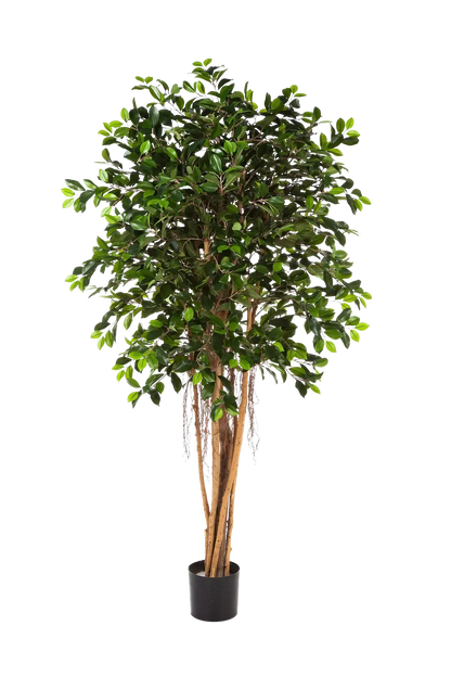Künstlicher Ficus Retusa - Caelior, 180 cm, Kunstbaum von aplanta, mit Echtholzstamm, inkl. Startertopf, in Grün, für drinnen