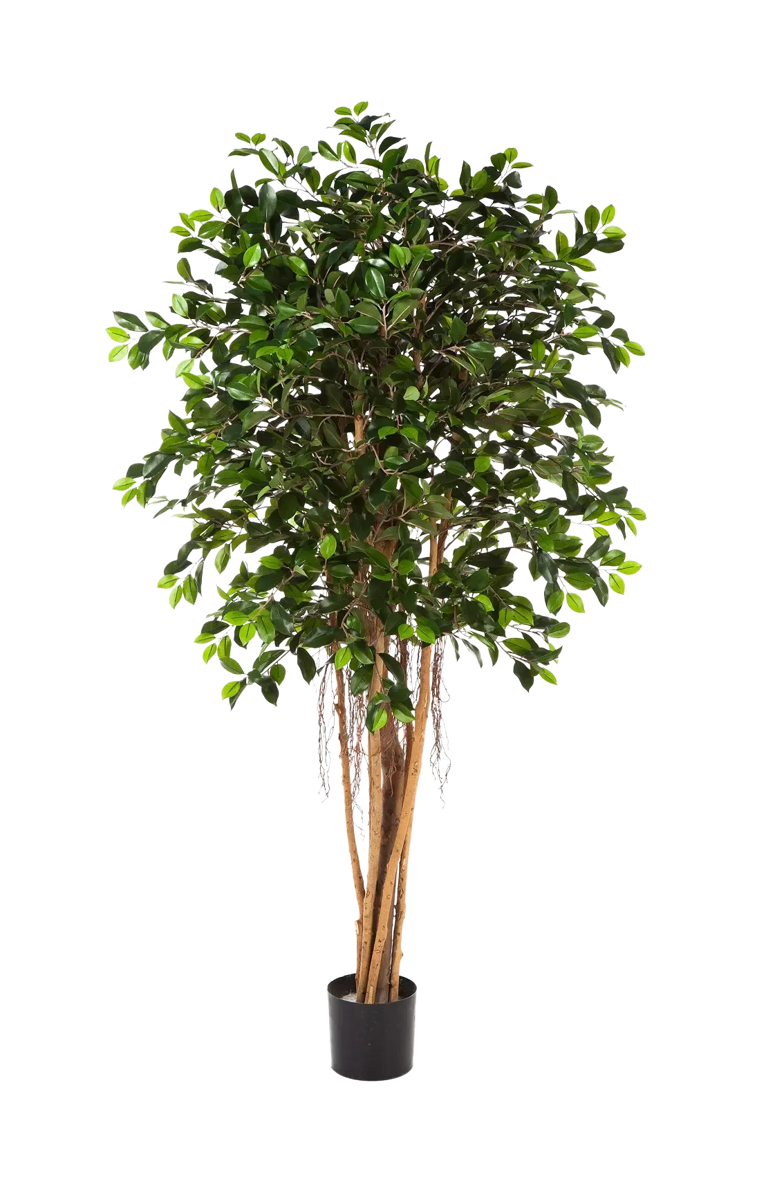 Künstlicher Chinesischer Ficus - Konstantin | 210 cm