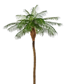 Hochwertige Kunstpalme auf transparentem Hintergrund mit echt wirkenden Kunstblättern in natürlicher Anordnung. Künstliche Dattelpalme - Kaan hat die Farbe Natur und ist 225 cm hoch. | aplanta Kunstpflanzen