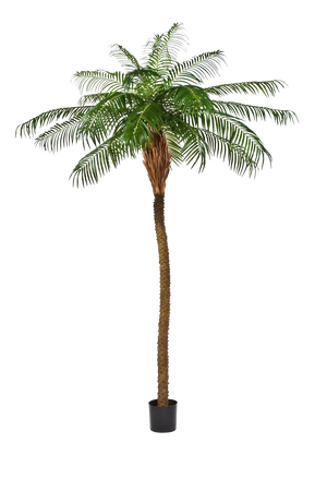 Künstliche Phoenixpalme – Zephyra | 180 cm