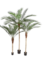 Hochwertige Kunstpalme auf transparentem Hintergrund mit echt wirkenden Kunstblättern in natürlicher Anordnung. Künstliche Dattelpalme - Kian hat die Farbe Natur und ist 210 cm hoch. | aplanta Kunstpflanzen