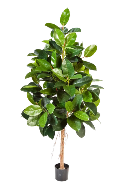 Künstlicher Gummibaum - Karim auf transparentem Hintergrund mit echt wirkenden Kunstblättern in natürlicher Anordnung. Künstlicher Gummibaum - Karim hat die Farbe Natur und ist 180 cm hoch. | aplanta Kunstpflanzen