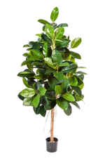 Künstlicher Gummibaum - Karim auf transparentem Hintergrund mit echt wirkenden Kunstblättern in natürlicher Anordnung. Künstlicher Gummibaum - Karim hat die Farbe Natur und ist 210 cm hoch. | aplanta Kunstpflanzen