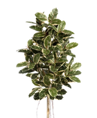 Künstlicher Gummibaum - Kerim | 210 cm