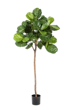 Künstliche Geigenfeige - Leni, 200 cm, Kunstbaum von aplanta, mit Echtholzstamm, in Natur, für drinnen