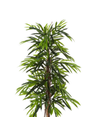 Künstliche Longifolia - Maurice | 210 cm