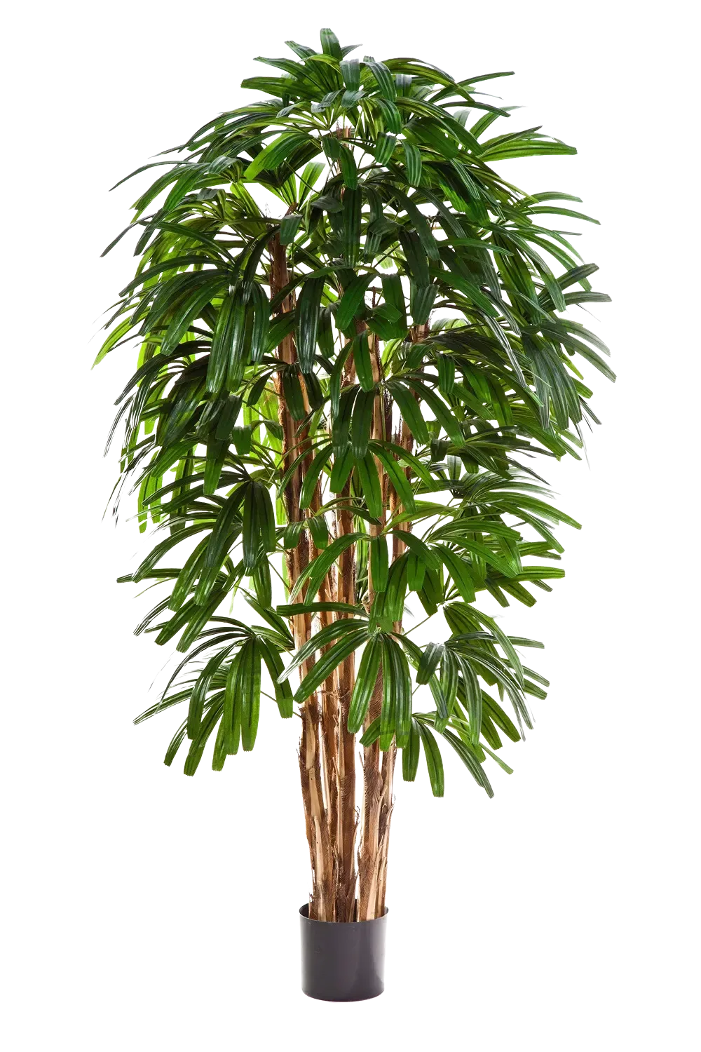 Künstliche Steckenpalme - Noemi | 210 cm