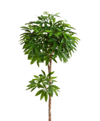 Künstliche Pachira - Natalia auf transparentem Hintergrund mit echt wirkenden Kunstblättern in natürlicher Anordnung. Künstliche Pachira - Natalia hat die Farbe Natur und ist 180 cm hoch. | aplanta Kunstpflanzen