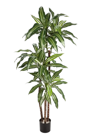 Künstliche Dracaena – Thalioran | 170 cm