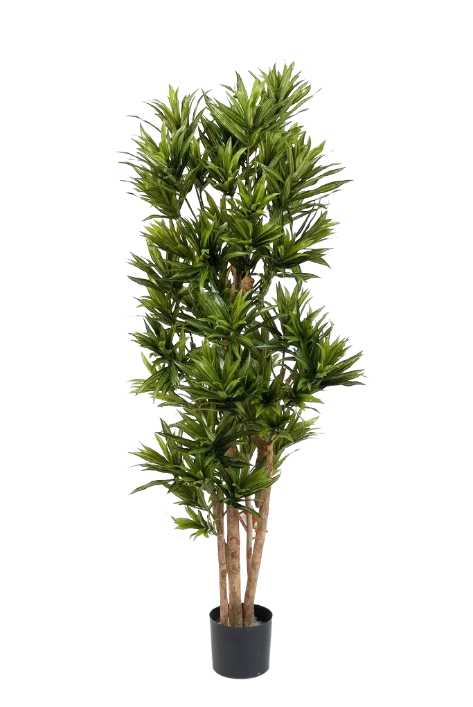 Künstliche Dracaena Reflexa - Sylvaran, 150 cm, Kunstbaum von aplanta, in Grün, für drinnen