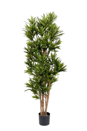 Künstliche Dracaena Reflexa – Sylvaran | 150 cm