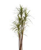 Künstlicher Drachenbaum - Noa | 180 cm