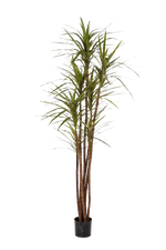 Künstlicher Drachenbaum - Noa, 180 cm, Kunstbaum von aplanta, für drinnen