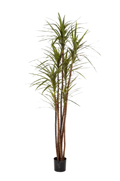 Künstlicher Drachenbaum - Noa, 180 cm, Kunstbaum von aplanta, für drinnen