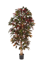 Künstlicher Capensia-Baum - Oliver | 210 cm