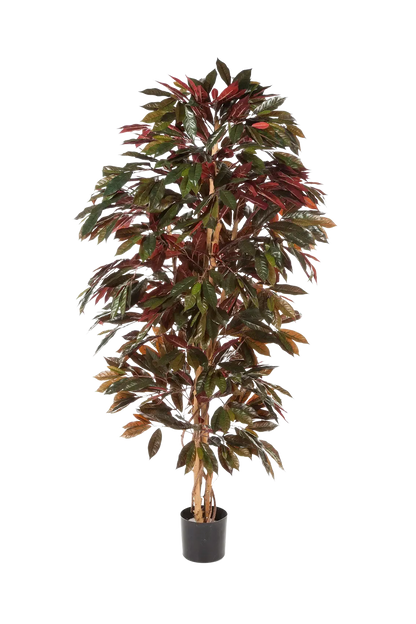 Künstlicher Capensia-Baum - Oliver | 210 cm