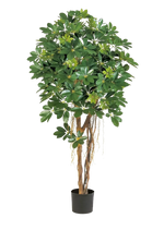 Künstliche Schefflera - Olaf, 170 cm, Kunstbaum von aplanta, in Natur, für drinnen