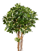 Künstliche Schefflera - Owen | 170 cm auf transparentem Hintergrund mit echt wirkenden Kunstblättern in natürlicher Anordnung. | aplanta Kunstpflanzen