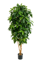 Künstliche Schefflera - Ove auf transparentem Hintergrund mit echt wirkenden Kunstblättern in natürlicher Anordnung. Künstliche Schefflera - Ove hat die Farbe Natur und ist 172 cm hoch. | aplanta Kunstpflanzen