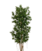 Künstlicher Podocarpus Reflexa- Paul | 210 cm