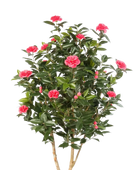 Künstliche japanische Kamelie - Phileas auf transparentem Hintergrund mit echt wirkenden Kunstblättern. Diese Kunstpflanze gehört zur Gattung/Familie der 