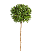 Künstliche Lorbeer - Romy auf transparentem Hintergrund mit echt wirkenden Kunstblättern in natürlicher Anordnung. Künstliche Lorbeer - Romy hat die Farbe Natur und ist 140 cm hoch. | aplanta Kunstpflanzen