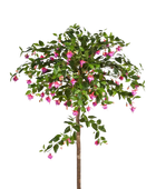 Künstliche Fuchsie - Regina auf transparentem Hintergrund mit echt wirkenden Kunstblättern in natürlicher Anordnung. Künstliche Fuchsie - Regina hat die Farbe Rot und ist 140 cm hoch. | aplanta Kunstpflanzen