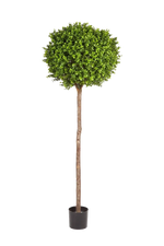 Künstlicher Buchsbaum - Rayan, 170 cm, Kunstbaum von aplanta, im schwarzen Topf, in Natur, für drinnen