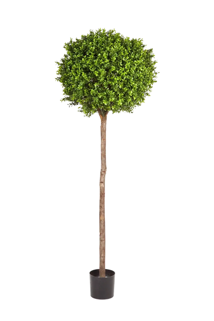 Künstlicher Buchsbaum - Rayan, 170 cm, Kunstbaum von aplanta, im schwarzen Topf, in Natur, für drinnen