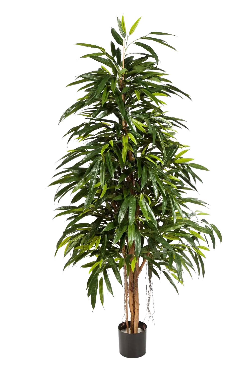 Künstliche Longifolia - Steffen | 210 cm