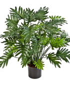 Künstliche Philodendron - Therese auf transparentem Hintergrund mit echt wirkenden Kunstblättern in natürlicher Anordnung. Künstliche Philodendron - Therese hat die Farbe Natur und ist 75 cm hoch. | aplanta Kunstpflanzen