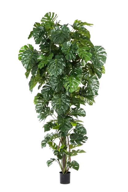 Hochwertige Monstera Kunstpflanze auf transparentem Hintergrund mit echt wirkenden Kunstblättern in natürlicher Anordnung. Künstliche Monstera - Chris hat die Farbe Natur und hat eine Höhe von 280 cm | aplanta Kunstpflanzen