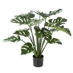 Hochwertige Monstera Kunstpflanze auf transparentem Hintergrund mit echt wirkenden Kunstblättern in natürlicher Anordnung. Künstliche Monstera - Thilo hat die Farbe Natur und hat eine Höhe von 98 cm | aplanta Kunstpflanzen