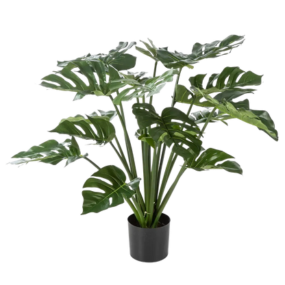 Hochwertige Monstera Kunstpflanze auf transparentem Hintergrund mit echt wirkenden Kunstblättern in natürlicher Anordnung. Künstliche Monstera - Thilo hat die Farbe Natur und hat eine Höhe von 98 cm | aplanta Kunstpflanzen
