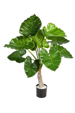 Künstliches Pfeilblatt - Petra auf transparentem Hintergrund mit echt wirkenden Kunstblättern in natürlicher Anordnung. Künstliches Pfeilblatt - Petra hat die Farbe Natur und ist 80 cm hoch. | aplanta Kunstpflanzen