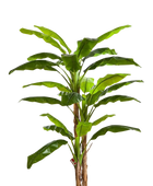 Künstlicher Bananenbaum - Pauline auf transparentem Hintergrund mit echt wirkenden Kunstblättern. Diese Kunstpflanze gehört zur Gattung/Familie der 