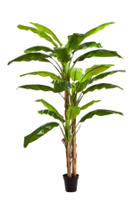 Künstlicher Bananenbaum - Pauline, 240 cm, Kunstbaum von aplanta, im schwarzen Topf, in Natur, für drinnen